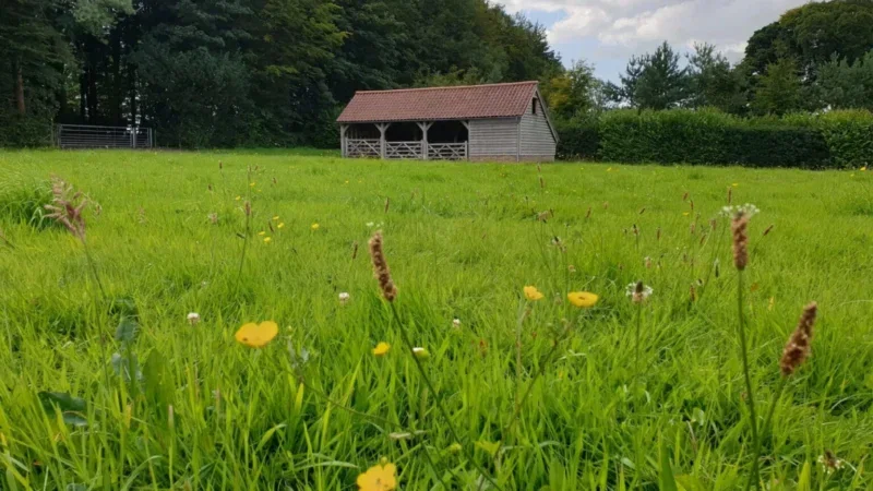 A wooden shed with a red roof sits at the edge of a green field dotted with yellow wildflowers, bordered by trees and shrubs under a partly cloudy sky—a tranquil setting that echoes the peaceful atmosphere found at natural burial sites near Cardiff, ideal for those considering funeral arrangements in harmony with nature.