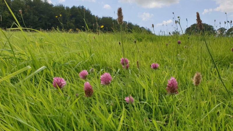 Pink clover flowers and green grass fill a sunny meadow under a blue sky with a few clouds. Trees line the horizon in the background of the peaceful Cardiff natural burial meadow.