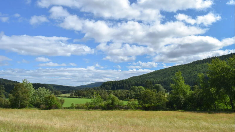 A scenic landscape featuring a grassy field in the foreground, dense green trees, rolling forested hills, and a blue sky with fluffy white clouds near the Delliefure natural burial ground in the Cairngorms.