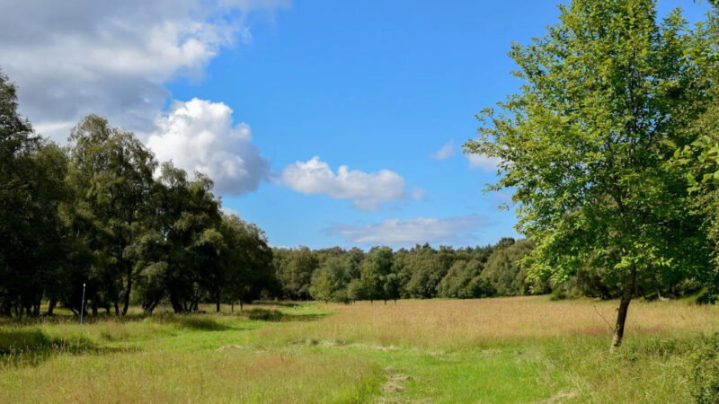 A grassy meadow with tall, green grass, scattered trees, and a bright blue sky with a few white clouds. Dense forest lines the background under sunny daylight at Delliefure natural burial ground Cairngorms.