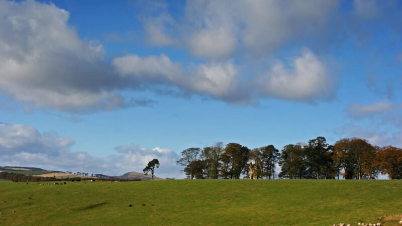 A green field with scattered sheep near Hundy Mundy Woodland Burial Ground, a row of trees along the horizon, and a blue sky above with large, fluffy clouds. Distant hills are visible in the background.