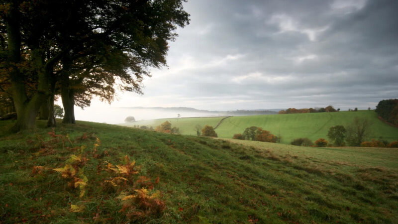 A misty landscape with rolling green hills, scattered trees, and a cloudy sky. Ferns and grass cover the foreground of the Usk Natural Burial Meadow, whilst fog lingers in the distance, creating a peaceful countryside scene.