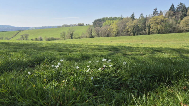 Green meadow with white wildflowers in the foreground, rolling grassy hills, scattered trees, and Usk Natural burial meadow set against a forested area in the background under a clear blue sky.
