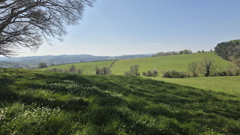 Rolling green hills under a clear blue sky, dotted with wildflowers and scattered trees. Shadows from a large tree stretch across the grassy foreground of the tranquil Usk Natural Burial Meadow, creating a peaceful and expansive landscape.