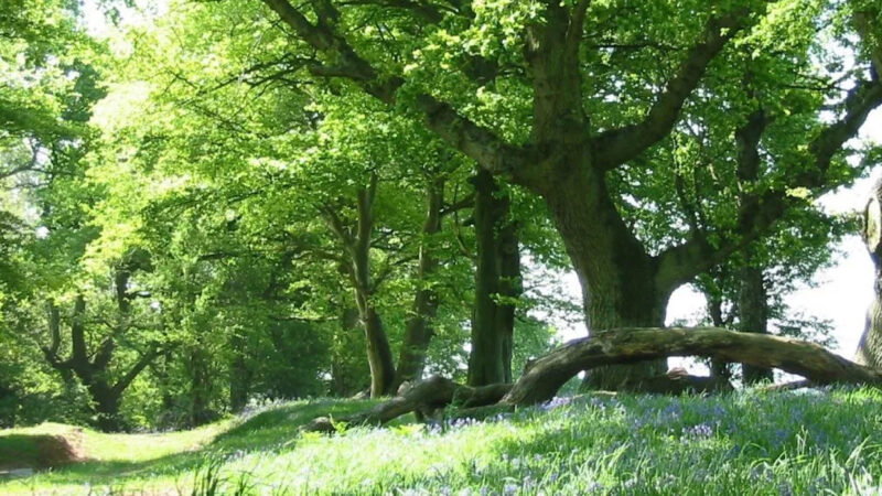 Sunlight filters through dense green foliage of tall trees at About Usk natural burial ground. A large, twisted fallen branch lies on grass dotted with purple wildflowers, creating a serene and inviting woodland scene.