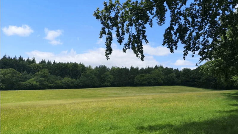 A sunlit green meadow at About Usk natural burial ground is bordered by dense trees under a blue sky with scattered clouds. Tree branches hang down from the top right corner, adding shade to the peaceful foreground.