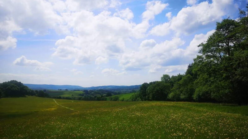 A wide, green meadow dotted with yellow wildflowers stretches into the distance under a partly cloudy blue sky—About Usk natural burial ground—with rolling hills and clusters of trees lining the horizon.