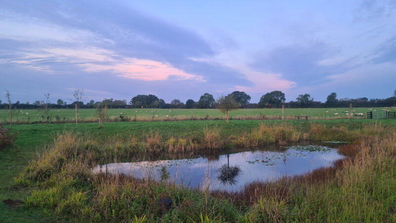 A calm rural scene at dusk with a small pond in the foreground, green grass, scattered sheep in a field, and the tranquil beauty of an Aylesbury natural burial meadow beneath pink and purple clouds on the horizon.