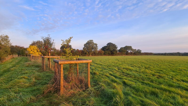 Aylesbury natural burial meadow features a grassy field with young trees protected by wooden and wire enclosures, bathed in soft golden light under a partly cloudy sky. Mature trees line the horizon in the background.
