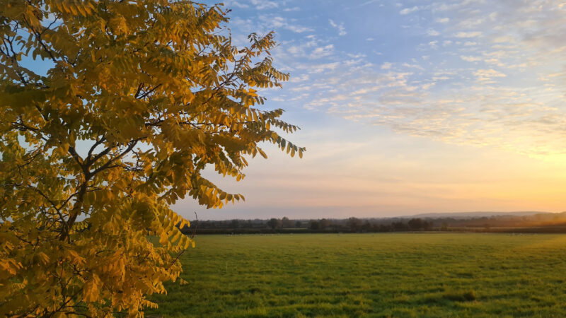 A tree with yellow leaves stands in the foreground of Aylesbury natural burial meadow at sunset, set against a green field and a soft orange and blue sky filled with scattered clouds.