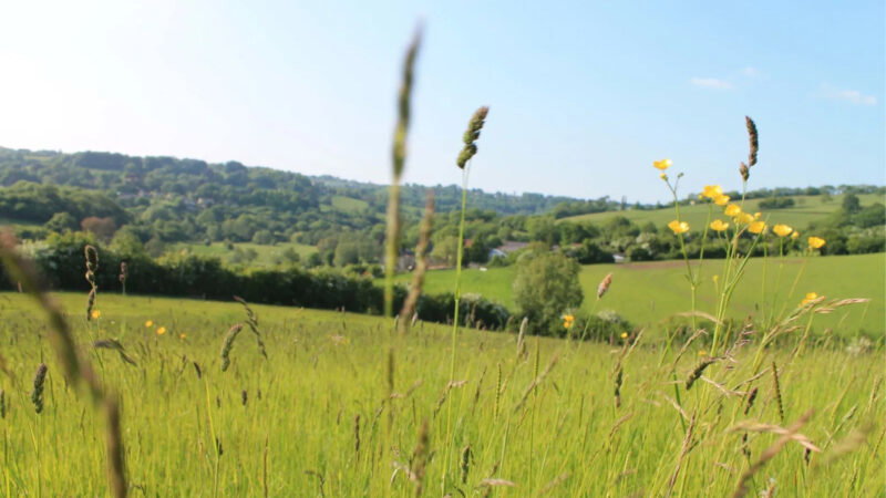 Tall grass and wildflowers fill the foreground of Bath Natural Burial Meadow Leedam, with rolling hills, trees, and a clear blue sky stretching across the sunlit green field.