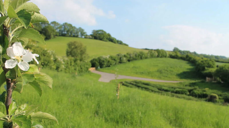A close-up of a white flower on a tree branch at Bath Natural Burial Meadow, with rolling hills, a winding road, and scattered trees in the background beneath a blue sky with light clouds.