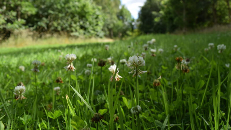 Close-up of white clover flowers and green grass in a sunlit meadow at Cothiemuir Hill Natural Burial, with trees and a pathway blurred in the background. The tranquil scene suggests peaceful funeral arrangements in nature.