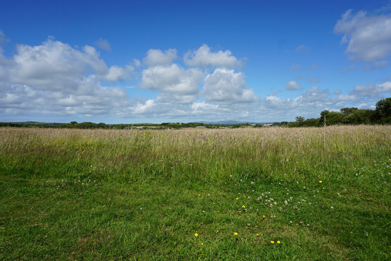 Wide grassy field with wildflowers under a bright blue sky scattered with fluffy white clouds, much like the peaceful landscape about Pembrokeshire Natural Burial Ground. Distant trees line the horizon, offering a tranquil and reflective setting.