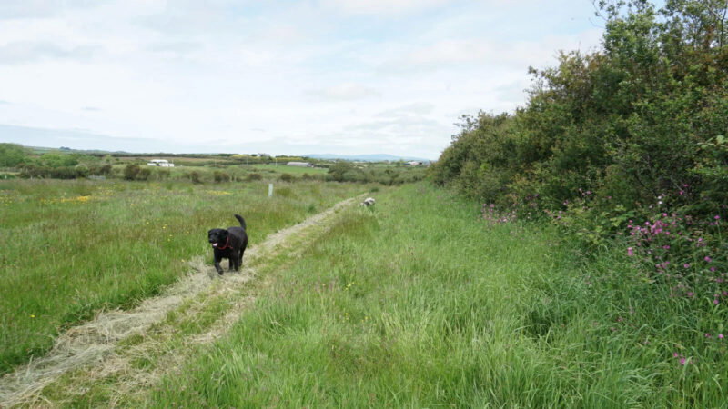 A black dog runs along a grassy path in the Pembrokeshire Natural Burial Meadow, bordered by tall grass and wildflowers, with another dog further behind. Open fields and distant hills are visible under a partly cloudy sky.