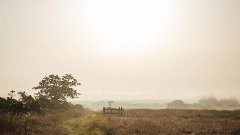 A misty field at sunrise in Pembrokeshire Natural Burial Meadow, with sunlight glowing softly through the haze. A grassy path leads to a wooden bench near a tree on the left, surrounded by tall, golden grass and distant silhouettes of vegetation.