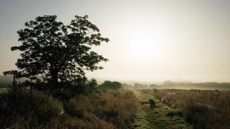 A large tree stands beside a grassy path in a misty Pembrokeshire Natural Burial Meadow at sunrise, with sunlight illuminating the landscape and a sheep grazing in the distance.