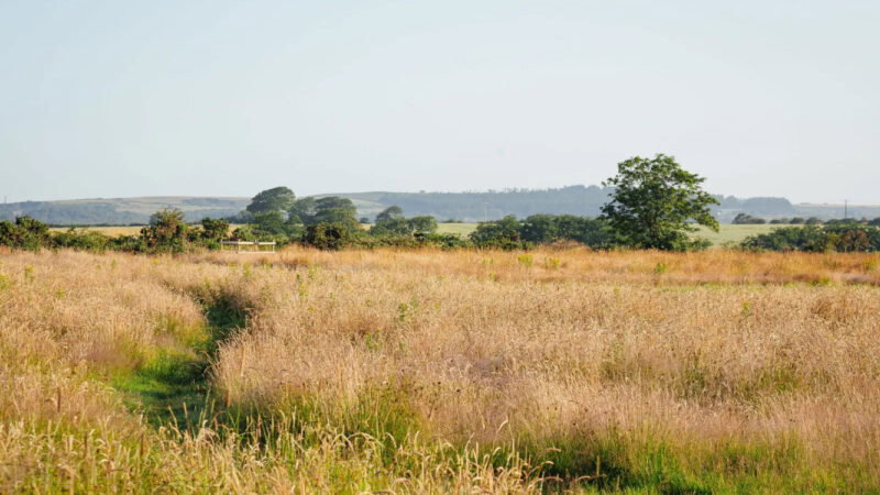 A grassy path winds through the sunlit Pembrokeshire Natural Burial Meadow, cutting across a tall, golden field dotted with green bushes and trees. Low hills and more trees appear in the background beneath a clear, pale blue sky.
