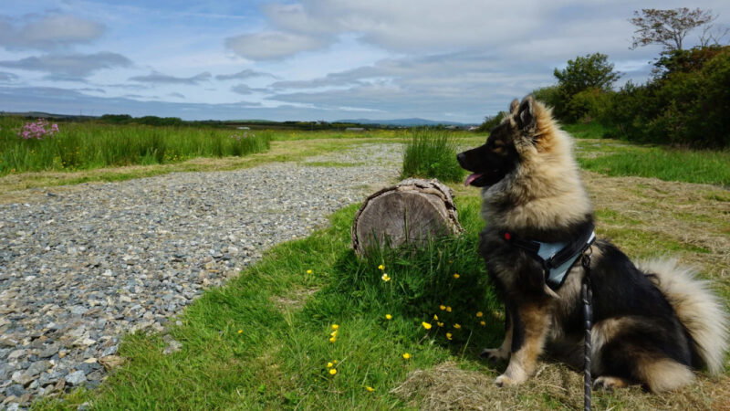 Fluffy dog with a harness sits on grass beside a tree stump in the Arrangements Pembrokeshire natural burial meadow, facing a gravel path and open landscape under partly cloudy skies. Yellow wildflowers bloom nearby.