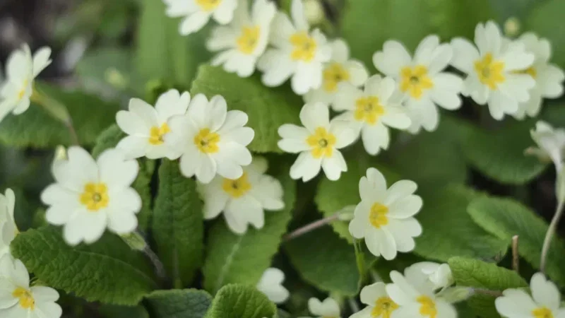 Clusters of pale yellow primrose flowers with yellow centres are blooming among green leaves in a garden setting, ideal for natural burial arrangements in Bath.