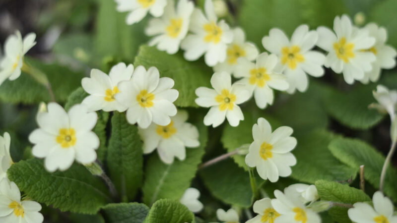 A cluster of pale yellow primrose flowers with yellow centres blooms among vibrant green leaves. Perfect for natural burial sites or Memorials Bath, these delicate, densely packed flowers create a lush, springtime display.
