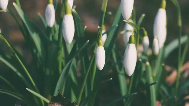 Close-up of white snowdrop flowers with green stems and leaves, some buds still closed, set against a blurred natural background—perfect inspiration for tasteful arrangements in Bath or serene natural burial settings.