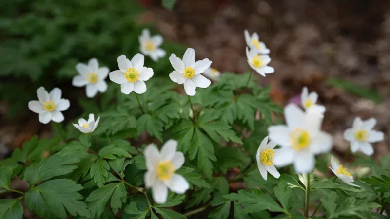 White anemone flowers with yellow centres bloom among green, deeply lobed leaves, set against a blurred natural brown background—perfect for arrangements or to honour a loved one's natural burial.