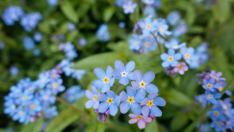 Close-up of several clusters of small blue forget-me-not flowers with yellow centres, surrounded by green leaves—an emblematic bloom often seen in Memorials Bath natural burial grounds, with blurred blue flowers in the background.