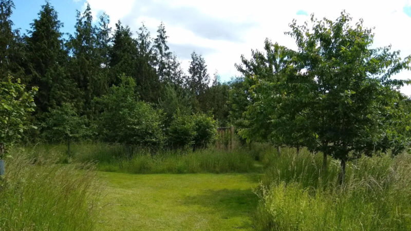 A grassy, sunlit clearing at the Henley-on-Thames woodland burial ground, bordered by tall wild grasses and leafy green trees, with a backdrop of dense coniferous forest under a partly cloudy sky.