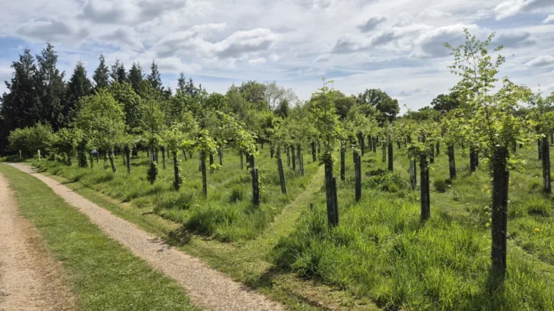 A dirt path runs beside a field of young trees with protective coverings on their trunks, surrounded by green grass and dense trees under a partly cloudy sky, evoking the tranquil setting often chosen for woodland burial arrangements near Henley-on-Thames.