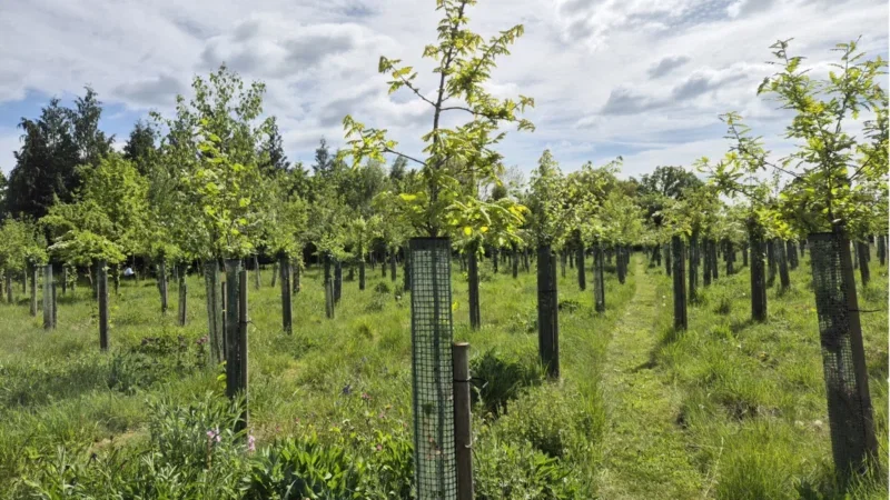 Young trees in protective mesh tubes are planted in neat rows on grassy land under a partly cloudy sky, forming a small plantation or reforestation area—an arrangement reminiscent of the thoughtful planning seen at woodland burial sites near Henley-on-Thames.