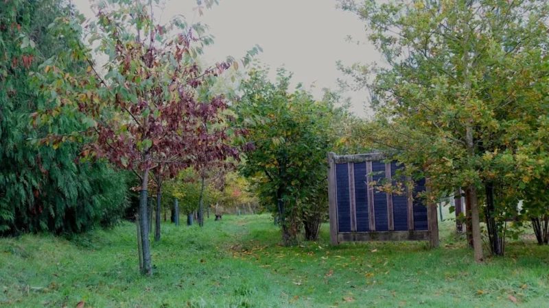 A grassy path lined with young trees leads to a small blue wooden structure, surrounded by green and autumn-coloured foliage, offering a peaceful woodland burial setting. The sky appears overcast in this tranquil corner near Arrangements Henley-on-Thames.