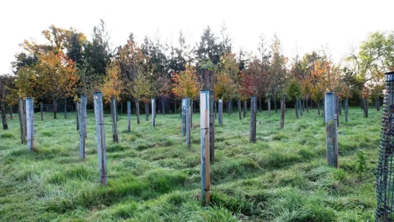 A field of young trees with protective wire mesh around their trunks, set in tall grass with trees showing autumn colours in the background—a tranquil sight reminiscent of woodland burial arrangements near Henley-on-Thames.