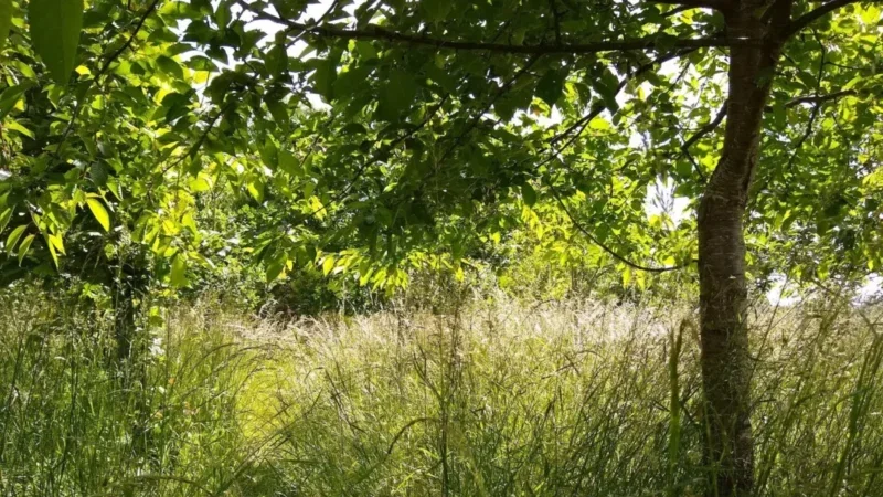 A sunlit meadow with tall grasses and a tree in the foreground, reminiscent of the tranquil settings chosen for woodland burial arrangements near Henley-on-Thames. Sunlight filters through the green leaves, casting dappled shadows on the grass below. The scene appears peaceful and lush.