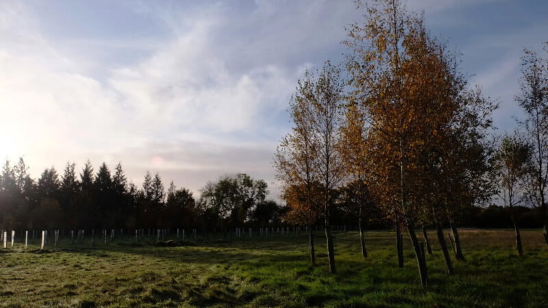 A grassy field at Memorials Henley Woodland Burial Ground, with young trees in protective tubes and taller trees with autumn leaves, under a partly cloudy sky with sunlight streaming from the left.