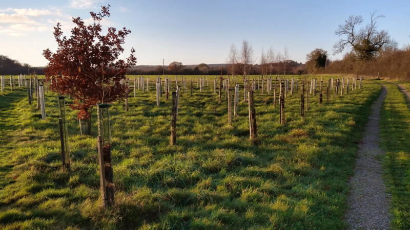 A grassy field with rows of young trees protected by plastic tubes at Memorials Henley Woodland Burial Ground, a single tree with red leaves in the foreground, and a dirt path curving along the right side under a clear sky.