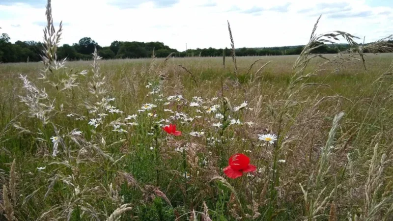 A grassy meadow with scattered wildflowers, including white daisies and red poppies, lies under a partly cloudy sky—a peaceful setting reminiscent of arrangements in the Henley-on-Thames woodland burial grounds. Trees and a distant tree line are visible in the background.