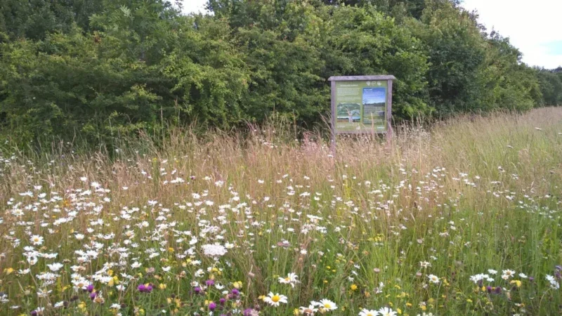 A wildflower meadow with tall grasses and blooming daisies in front of a wooden information sign creates a peaceful setting, reminiscent of arrangements for a Henley-on-Thames woodland burial, with green trees in the background.