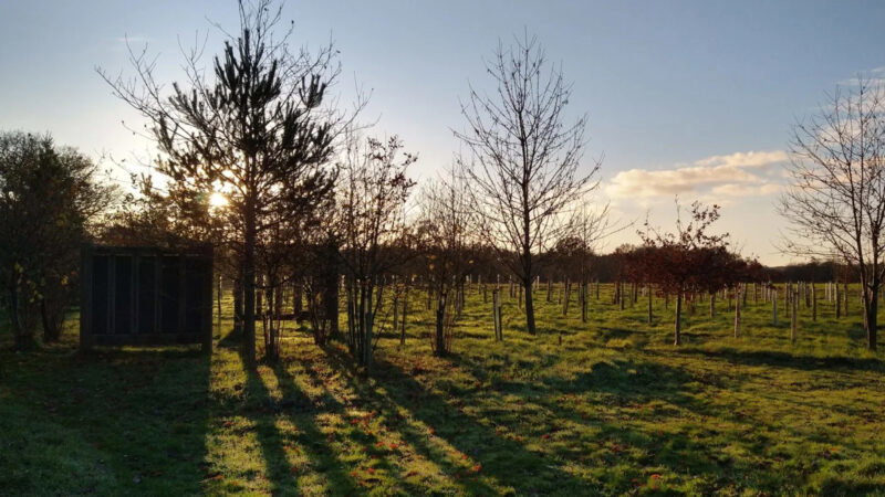 Sunlight casts long shadows of leafless trees across the grassy field at Henley-on-Thames woodland burial ground. A small dark structure stands to the left, whilst a mostly clear sky with a few clouds stretches above.