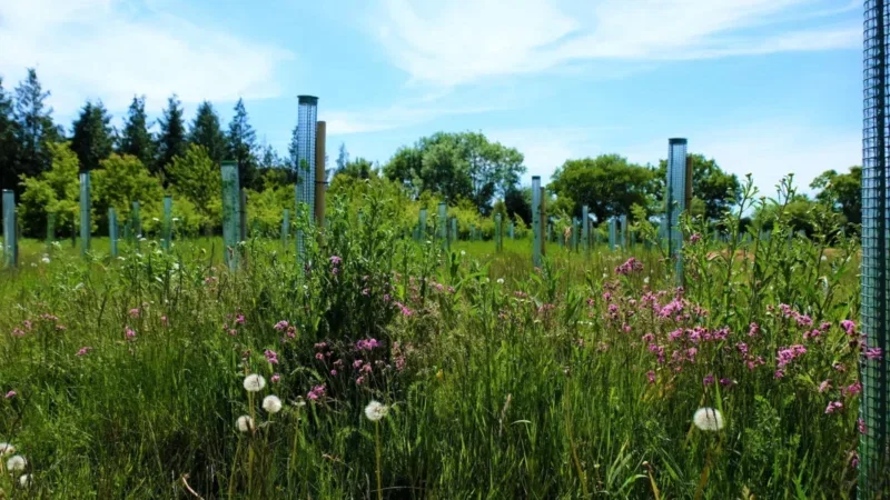 A grassy field with wildflowers, dandelions, and young trees protected by plastic tree guards—carefully designed for woodland burial arrangements in Henley-on-Thames; trees and a blue sky with clouds form a peaceful backdrop.
