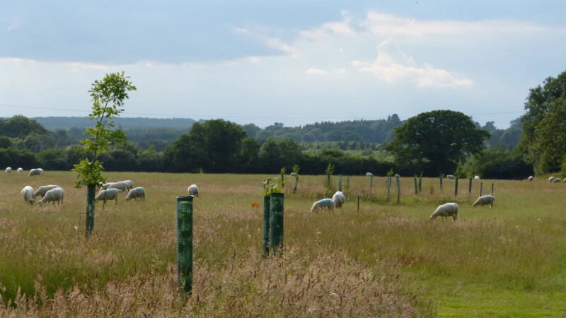 Sheep graze in a grassy field with scattered young trees protected by green plastic guards at the Henley-on-Thames woodland burial ground, under a partly cloudy sky and surrounded by distant trees.