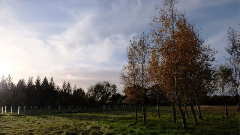 A grassy field at the Henley-on-Thames woodland burial ground features young trees, some with autumn leaves, under a partly cloudy sky. Sunlight shines from the left, and rows of tree guards appear near a line of taller trees in the distance.