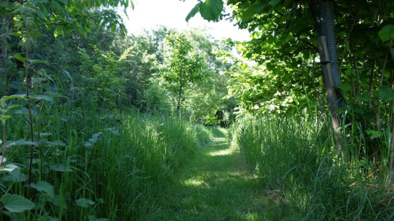 A grassy path winds through tall green grass and dense leafy trees at the Henley-on-Thames woodland burial ground, creating a peaceful, sunlit scene beneath the bright daylight.