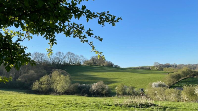 A sunny countryside scene with green rolling hills, scattered trees, and shrubs under a clear blue sky. A leafy tree branch extends from the upper left corner, framing the landscape—an ideal setting for natural burial arrangements near Bath.