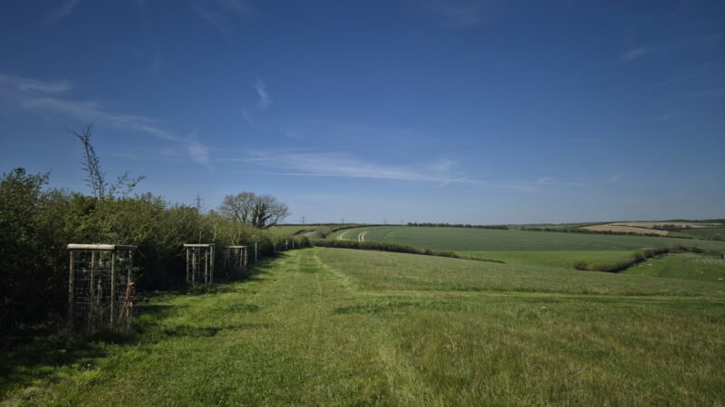A grassy path runs through the green, rolling Dorset Downs countryside under a clear blue sky, bordered by hedges and wooden trellises on the left. Natural burial arrangements are nestled amid fields stretching out in the distance.