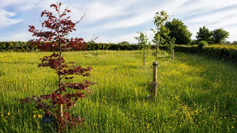 Young trees planted in a grassy field with wildflowers and wooden supports, under a partly cloudy blue sky, and a hedge lining the background evoke the tranquil setting of natural burial arrangements in Aylesbury Vale.