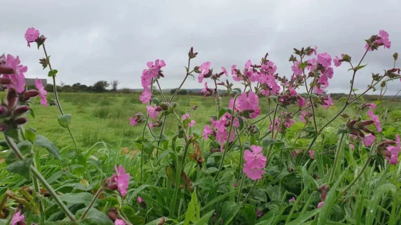 Pink wildflowers with green leaves grow in the foreground of a grassy field under a cloudy sky, creating a peaceful scene reminiscent of natural burial arrangements in Aylesbury Vale. Trees and shrubs line the horizon in the distance.