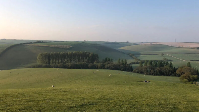 Rolling green hills with scattered sheep, clusters of trees, and fields under a clear blue sky create a peaceful rural landscape at Dorset Natural Burial Meadow.