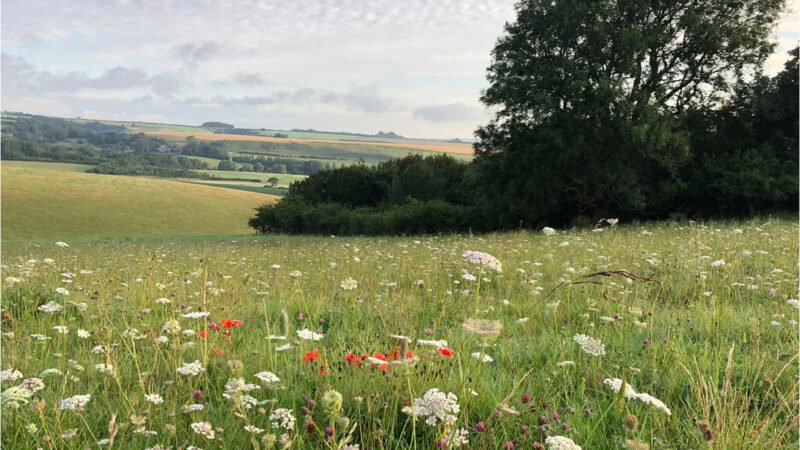 A grassy field with wildflowers, including red and white blooms, stretches into rolling hills under a cloudy sky at Dorset Natural Burial Meadow. A large tree stands to the right, with distant fields and hedgerows in the background.