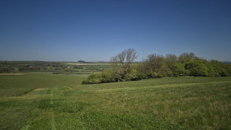 A sunny countryside landscape with green grassy fields, scattered trees, and shrubs under a clear blue sky. The horizon shows gentle rolling hills in the distance, reminiscent of the serene Dorset Natural Burial Meadow.